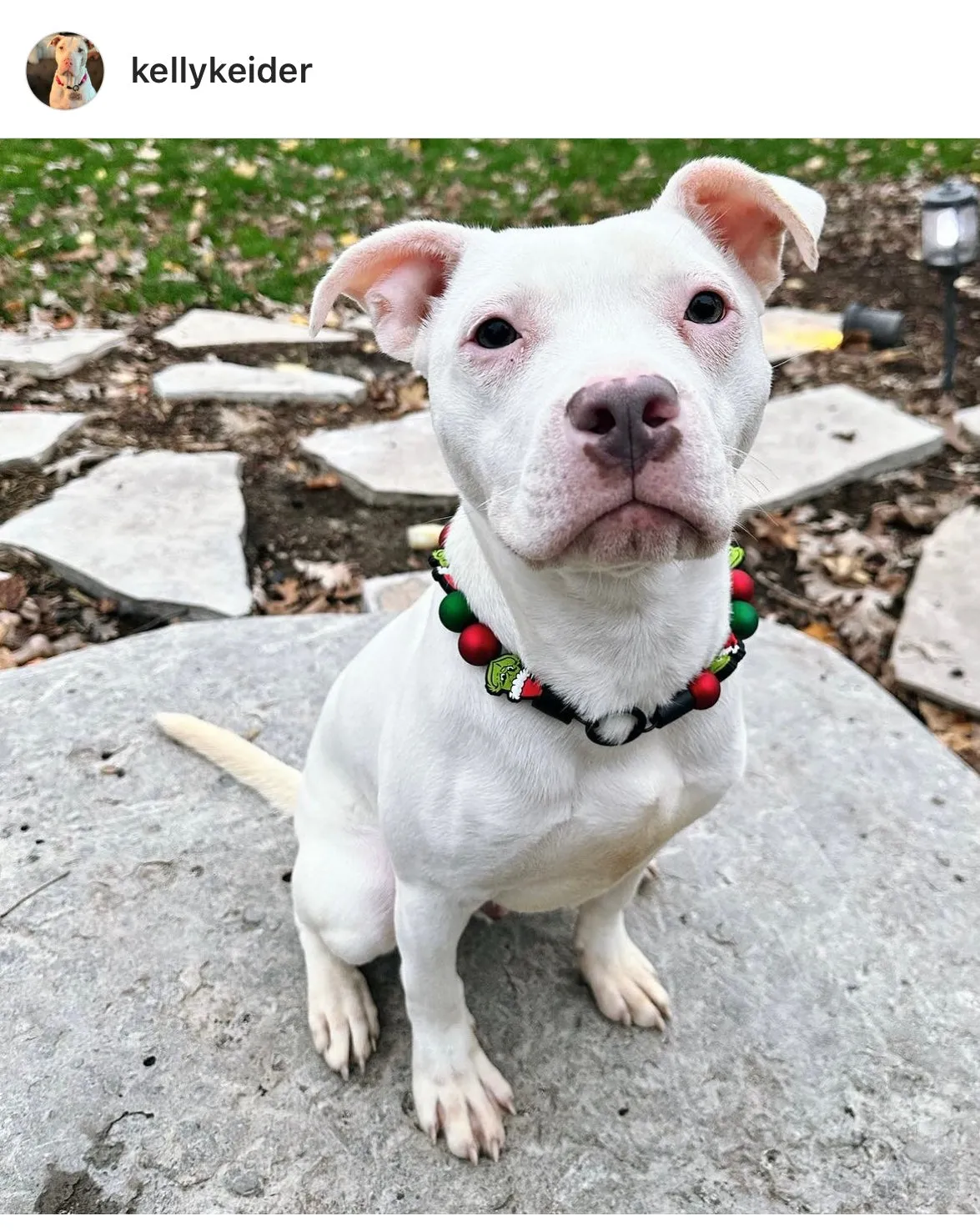 🟧 18" Slip On (Black O-Ring) Grinchmas 🎄 Bead Collar - PRE-MADE/FINAL SALE