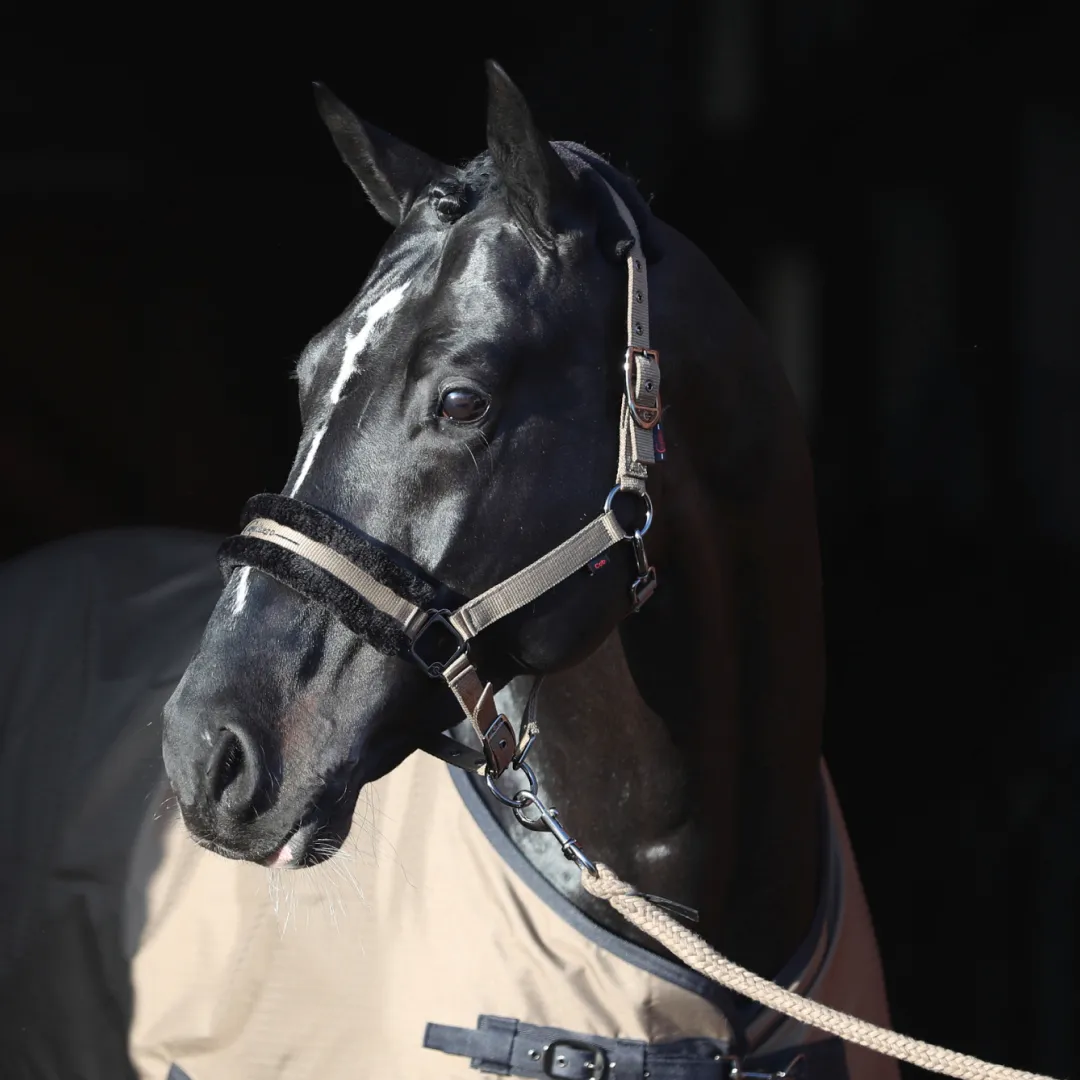 Covalliero Head Collar