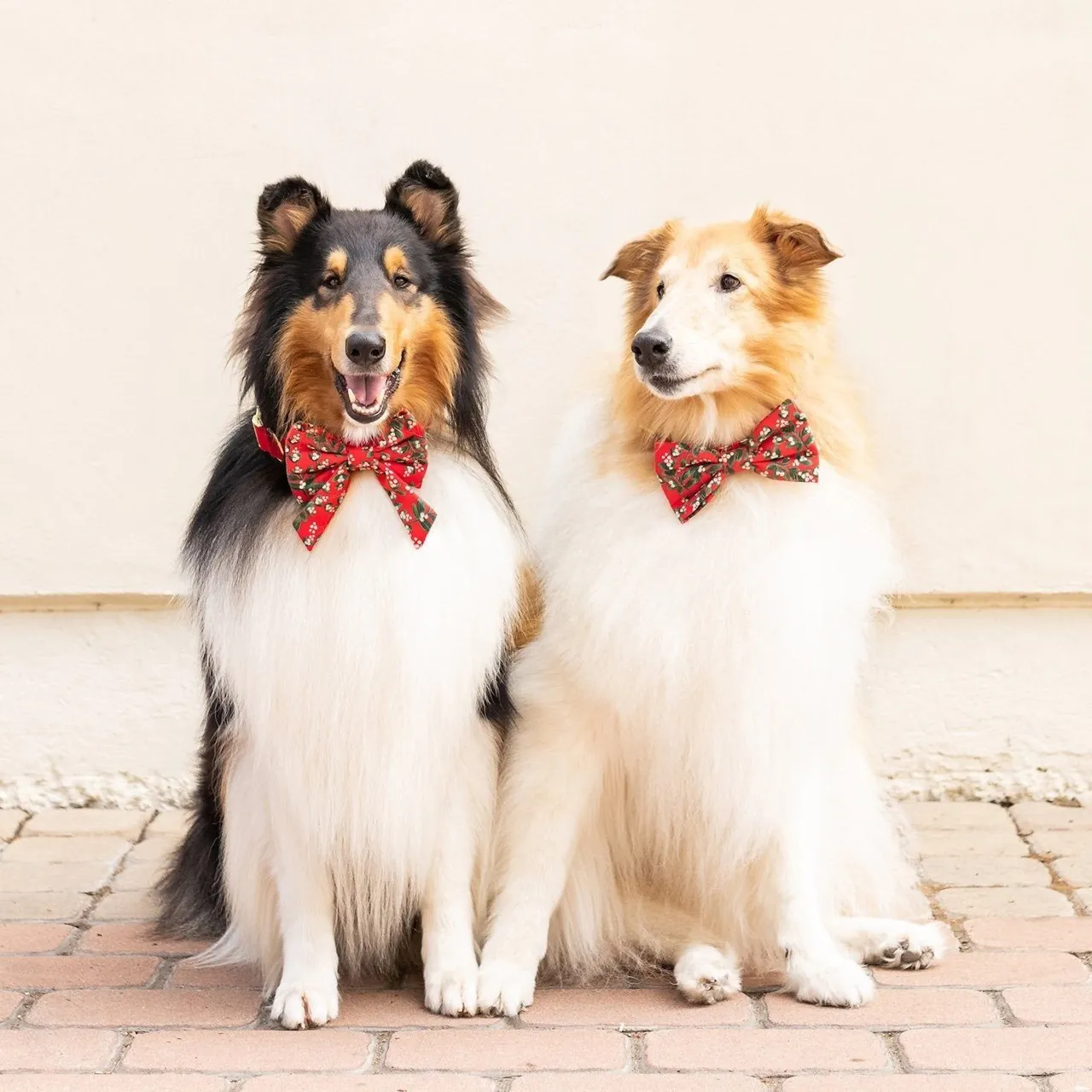 Dog and Cat Bowtie: Rifle Paper Co. x TFD Mistletoe