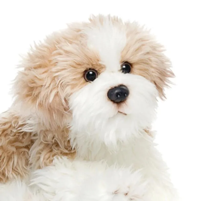 Plush Mixed Breeds: Maltipoo, Terrier Mix, & Labradoodles