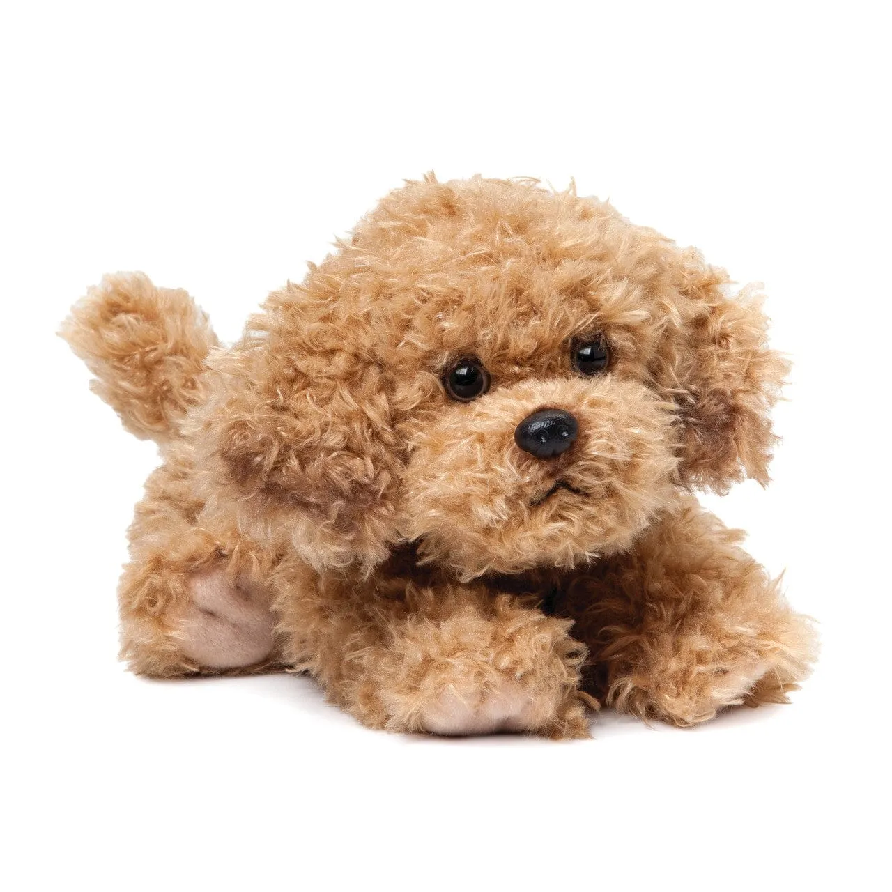 Plush Mixed Breeds: Maltipoo, Terrier Mix, & Labradoodles