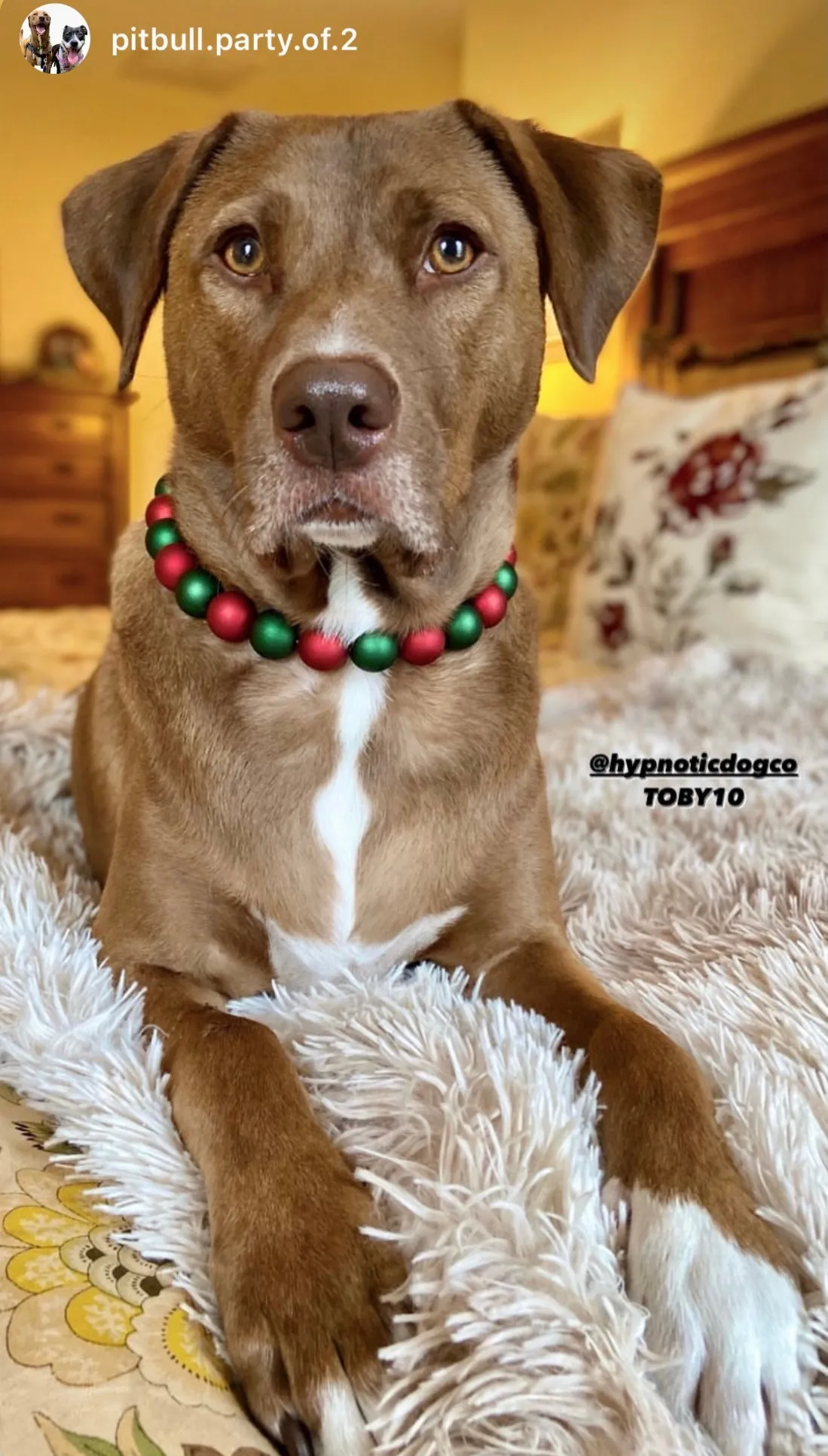 *Sale* Christmas Frost Bead Collar